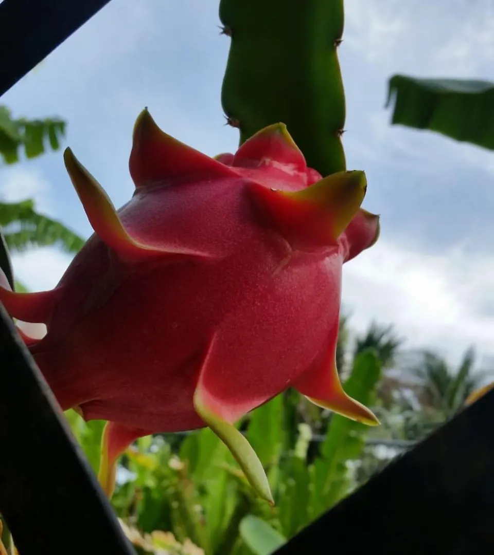 Sana El Jardin Secreto Hostel Santiago De Los Caballeros Dominican Republic